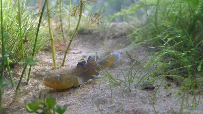 Bakterielle Infektionen bei Zierfischen