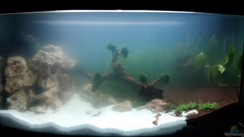 Bakterien blüte von Spawngrow (5)