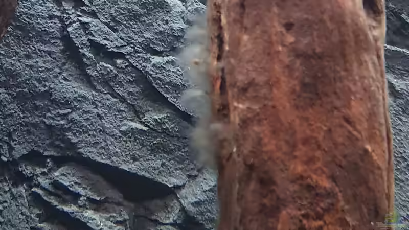 Bakterienbelag auf Holz von marlin (5)