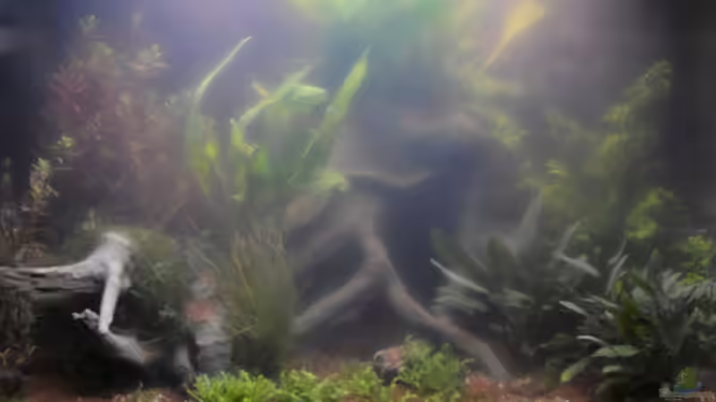 Bakterienblüte 2 Tage nach Einrichtung von Matthias Funke (2)