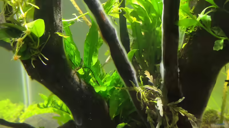 Bakterienrasen auf der Wurzel nach 3 Tagen (Detail) von koba2 (28)