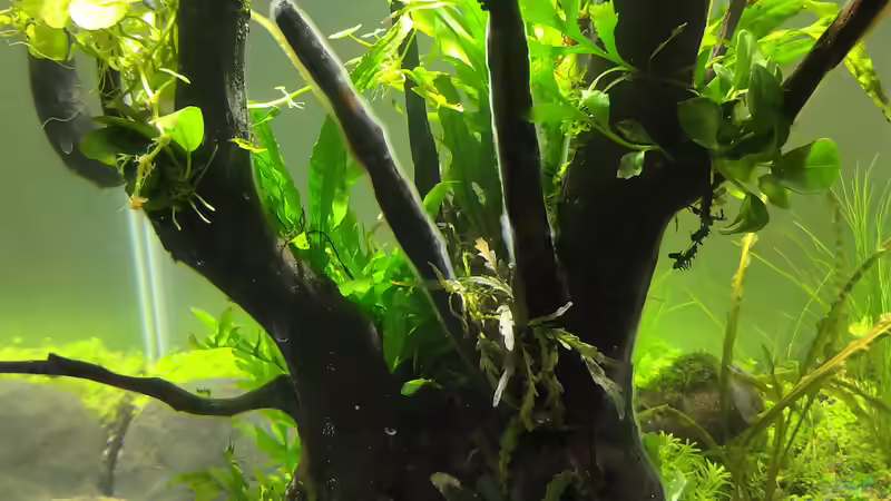 Bakterienrasen auf der Wurzel nach 3 Tagen von koba2 (27)