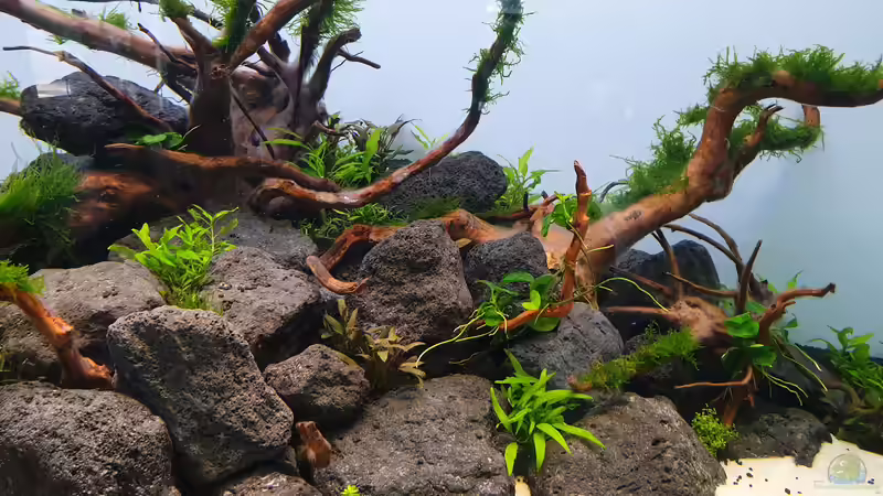 Bakterienrasen hat sich auf den Wurzeln gebildet  von Tobi2013 (29)