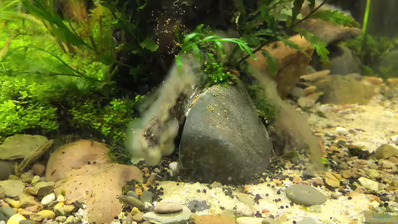 Bakterienrasen nach 10 Tagen - Bild 1 von koba2 (8)