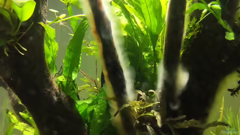 Bakterienrasen nach 10 Tagen - Bild 2 von koba2 (9)