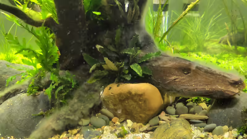 Bakterienrasen nach 10 Tagen - Bild 3 von koba2 (11)