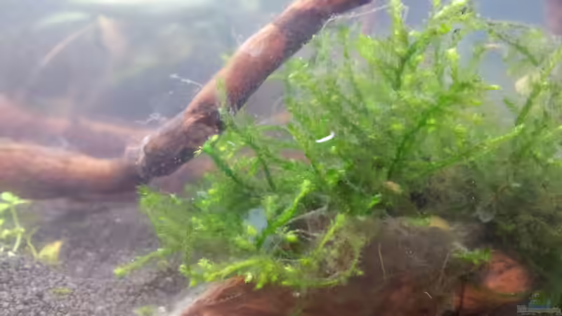 Bakterienrasen und Scheibenwürmer... von feuervogel-82 (9)