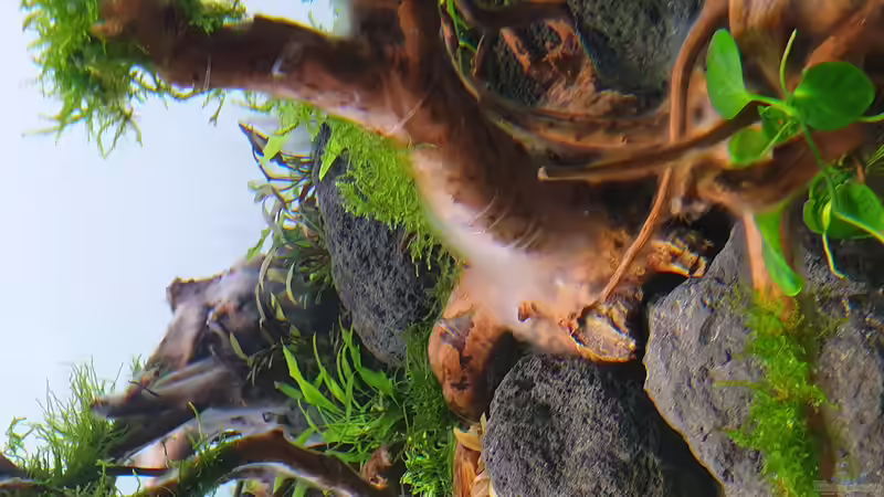 Bakterienrasen vom nahen  von Tobi2013 (30)