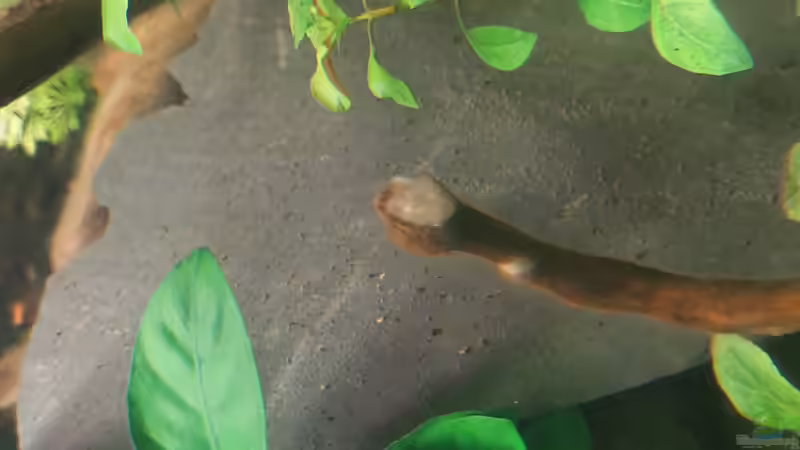 Bakterienrasen von Südamerikafan (19)