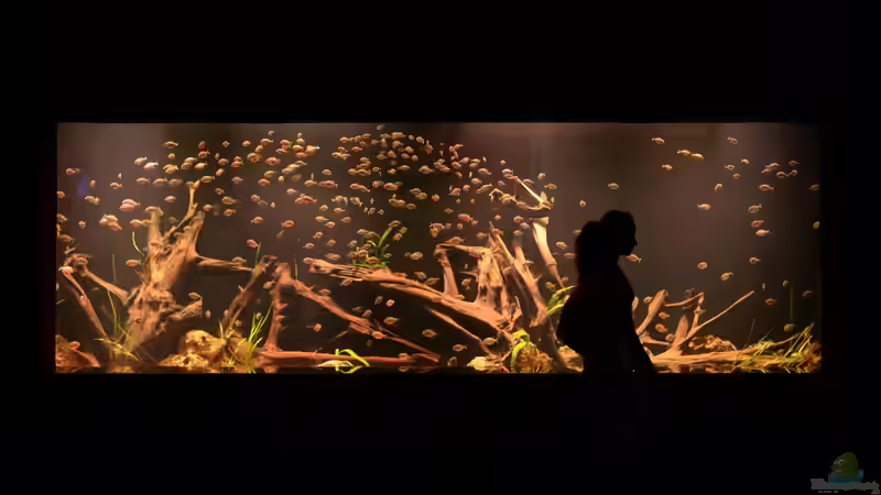 Balance statt Zufall - Raumklima clever planen - für Mensch, Aquarium & Technik