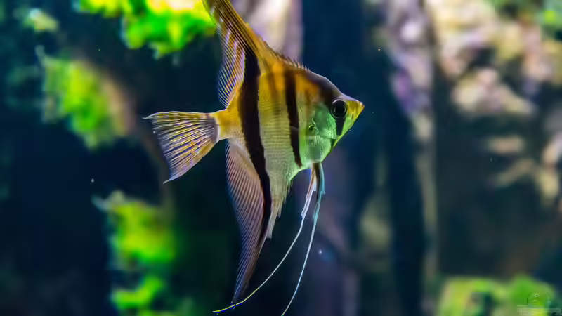 Balance statt Zufall - Raumklima clever planen - für Mensch, Aquarium & Technik