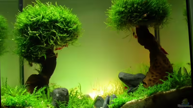 ´Balance´ von Pascal Kapphan (1)