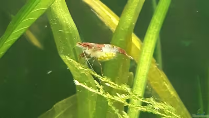 bald gibts wieder Nachwuchs... von Kaddi (21)