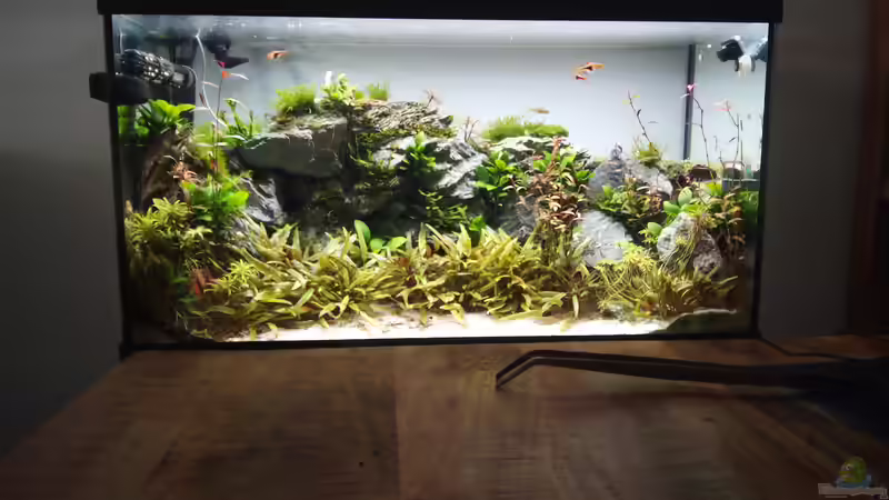 Bald wird es ein Jahr Besatz und Bepflanzung fast unverändert. von Sese (10)