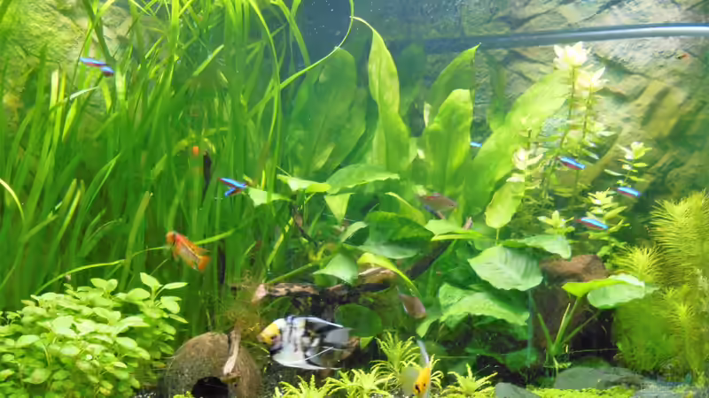 Balou`s Unterwasserwelt von Balou 2013 (1)