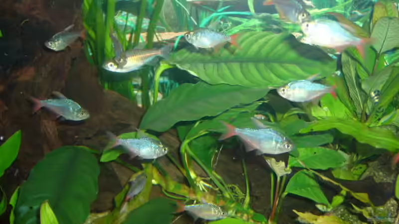 Baluer Kongosalmler und Kolumbianersalmler von Joachim Reinhardt (27)