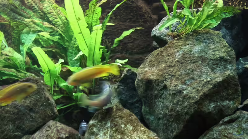 Balz - Lieblingshobby des alpha-Bockes :-) von Philosoph (52)