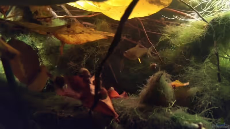 Balz  von SaMü (10)