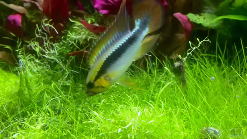 Balz oder Drohung? von Jule (21)