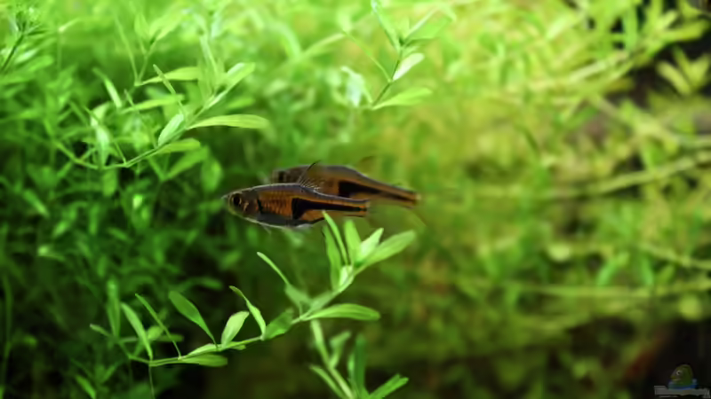 Balz von Annika (45)