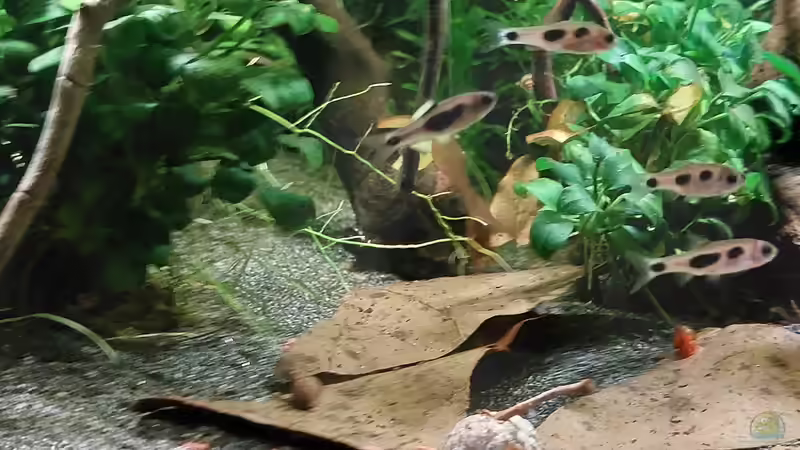 Balz von DaniJeep (12)