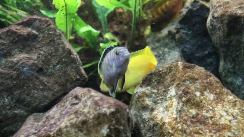 Balz von Philosoph (50)