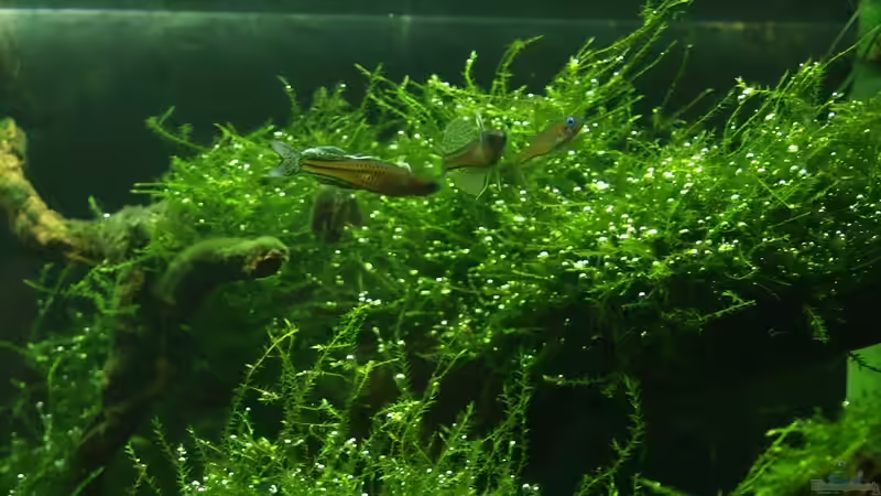 balzende Blauaugen von Pseudomugil (28)