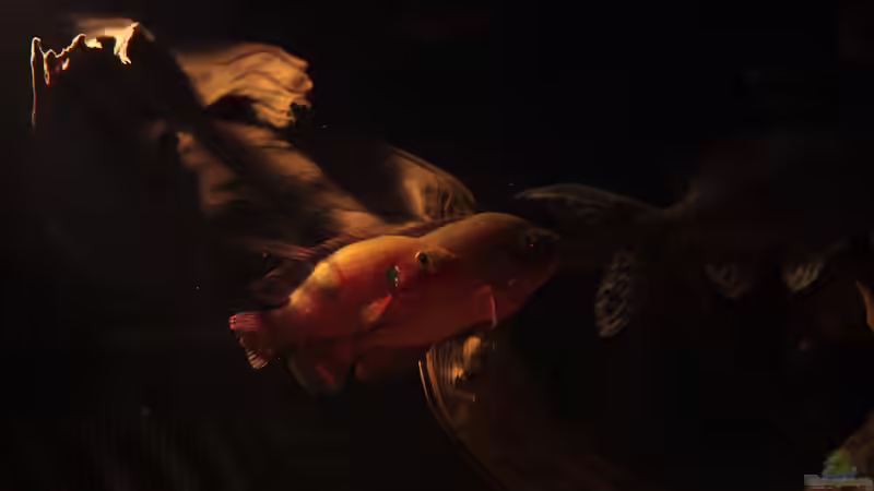 Balzende Hemichromis sp. Ankasa von Stanislav Kislyuk (21)