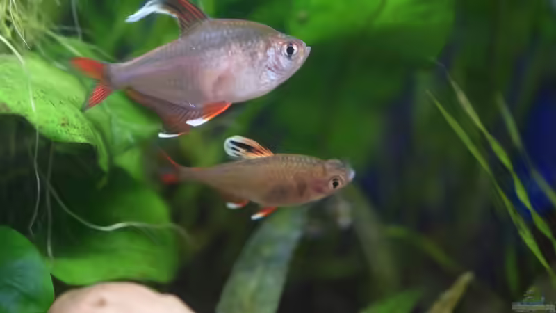 Balzende Hyphessobrycon rosaceus White fin 01.04.2020 von Acki50 (92)