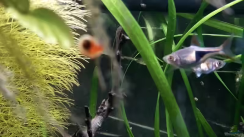 balzende Keilfleckbarben von Glücksscherbe (25)