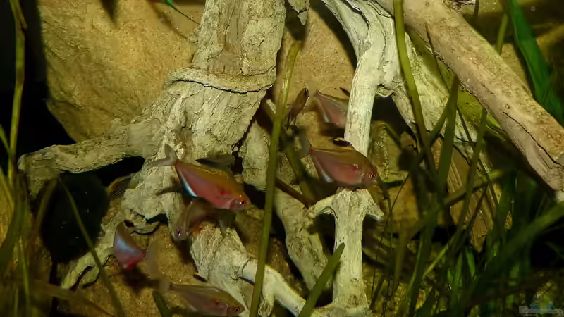 balzende Kirschflecksalmler August/2014 von ~Marco~ (67)