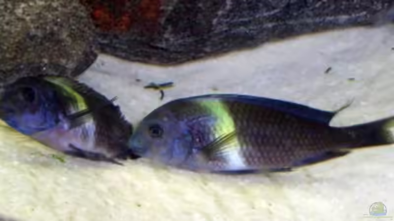 Balzende Maswas von Sandro Di Giandomenico (18)