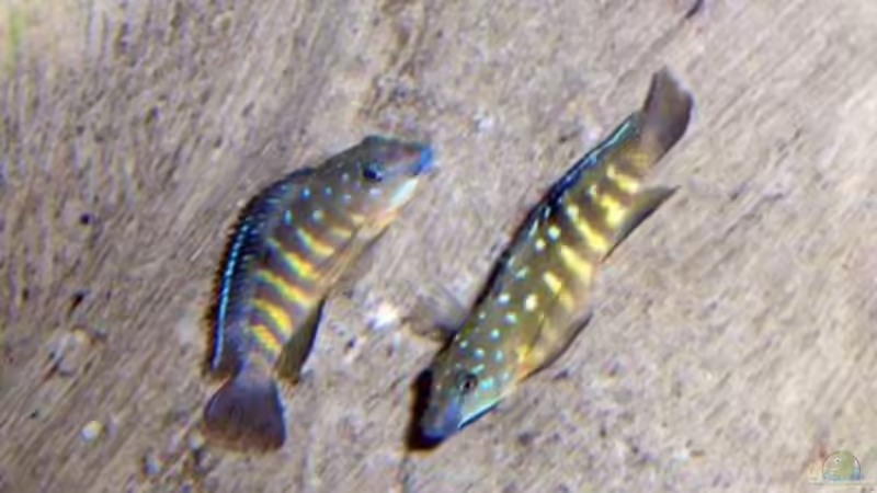 Balzende Tanganicodus von Sandro Di Giandomenico (16)