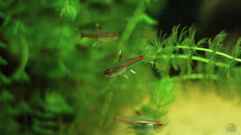 Balzender Glühlichtsalmler  von FischFlo (22)