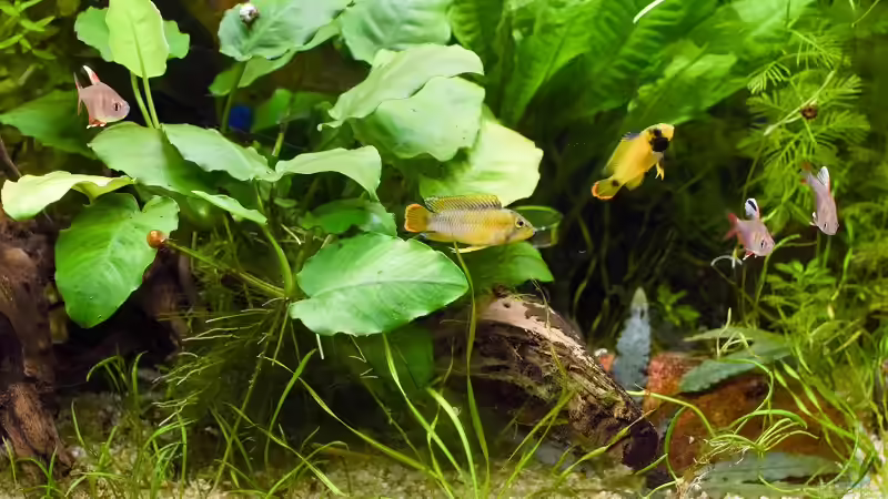 Einrichtungsbeispiele für die Haltung von Apistogramma nijsseni (Panda-Zwergbuntbarsch) im Aquarium