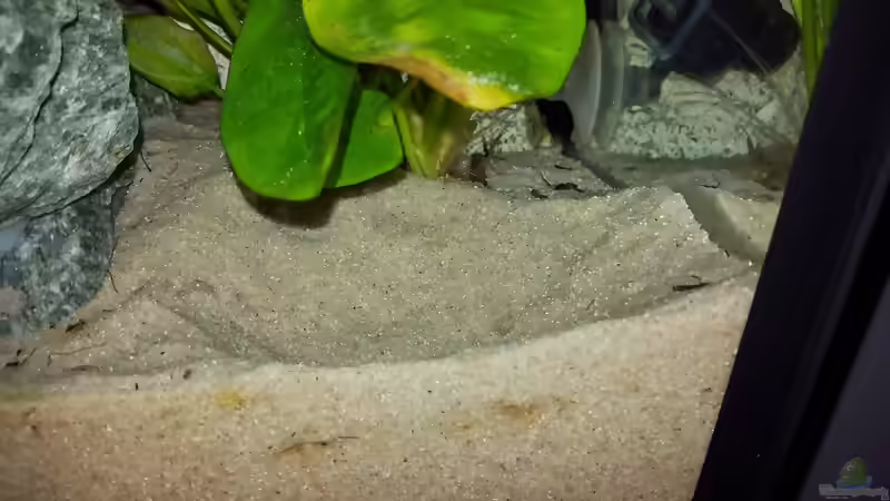 Balzgruben bei Malawibuntbarschen: Bedeutung, Verhalten und Beobachtung im Aquarium