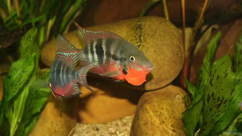 Balzversuche bei den Meekis von Minzi (32)