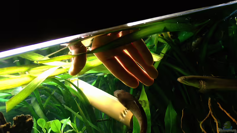 Bambusröhre verbaut von Mario74 (16)