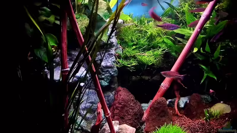 Bambusstäbe aus Keramik u. vallisneria spiralis striped   von snooze (3)