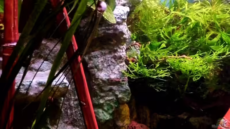 Bambusstäbe aus Keramik von snooze (2)