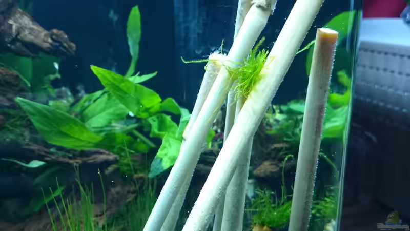 Bambusstöcke (zum Teil mit Javamoos) von Jahira (14)