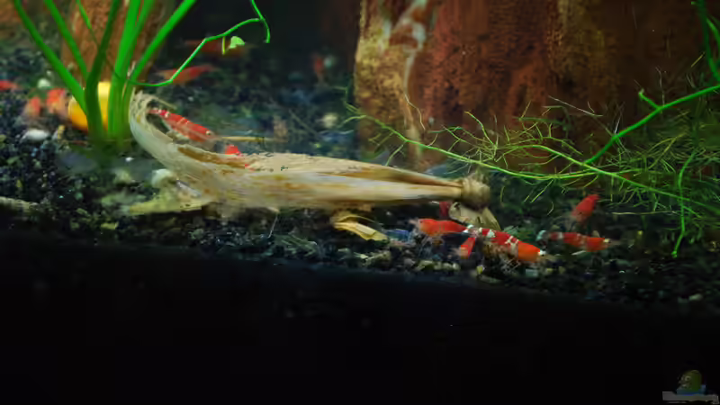 Bananasplit von Chili (37)