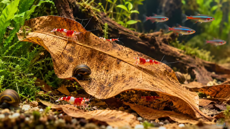 Bananenblätter im Aquarium: Natürliche Wasserpflege mit vielseitigem Nutzen