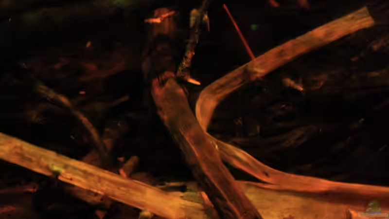 Bananenblätter von Bämbel (36)