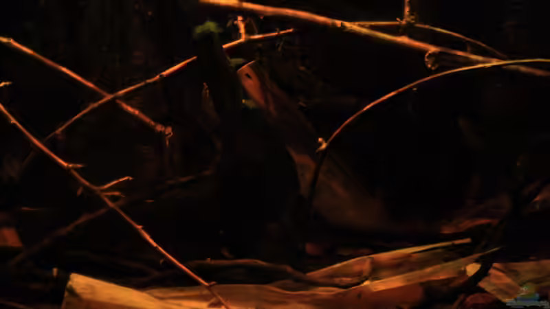 Bananenblatt von Bämbel (34)