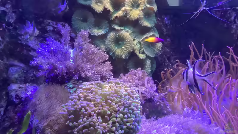 Bangari  von Diver (16)