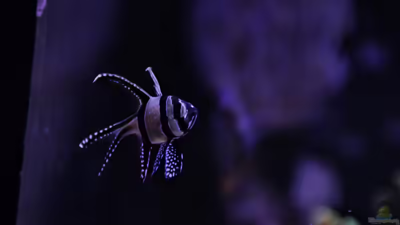 Banggai - Kardinalbarsch von Thomas S-H (28)