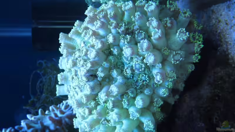 Barabattoia amicorum? nicht mehr im becken von garnelenhunter (7)