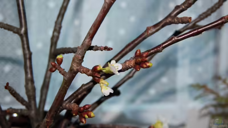 Barbarazweige. Ein fast vergessenes Brauchtum