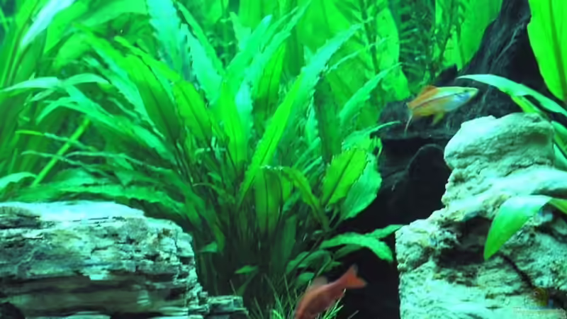 Barbe & Schwertträger von H.G Wells (11)